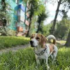 Подробнее об объявлении «Пропала собака кобель Владивосток» Фото: пропала собака Бигль «Пропала собака кобель Владивосток» в г. Владивосток