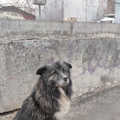 Подробнее об объявлении «Пропала собака кобель пожалуйста, помогите найти Ростов-на-Дону» Фото: пропала собака  «Пропала собака кобель пожалуйста, помогите...» в г. Ростов-на-Дону