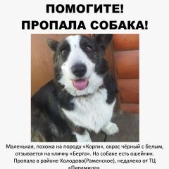 Подробнее об объявлении «Пропала собака помогите найти Раменское» Фото: пропала собака  «Пропала собака помогите найти Раменское» в г. Раменское
