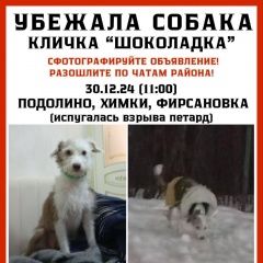 Подробнее об объявлении «Пропала собака помогите найти Химки» Фото: пропала собака Китайская хохлатая собака «Пропала собака помогите найти Химки» в г. Химки