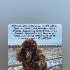 Подробнее об объявлении «Пропала собака кобель пудель, кобель, коричневый Елец» Фото: пропала собака Пудель «Пропала собака кобель пудель, кобель,...» в г. Елец