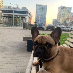 Подробнее об объявлении «Пропала собака Окуловка» Фото: пропала собака Французский бульдог «Пропала собака Окуловка» в г. Окуловка