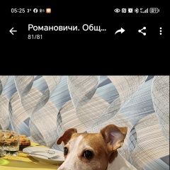Подробнее об объявлении «Пропала собака Гомель» Фото: пропала собака  «Пропала собака Гомель» в г. Гомель