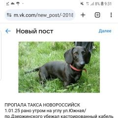 Подробнее об объявлении «Пропала собака кобель такса Новороссийск» Фото: пропала собака Такса «Пропала собака кобель такса Новороссийск» в г. Новороссийск