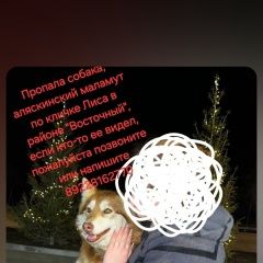 Подробнее об объявлении «Пропала собака Оренбург» Фото: пропала собака Аляскинский маламут «Пропала собака Оренбург» в г. Оренбург