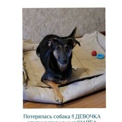 Подробнее об объявлении «Челябинск Пропала собака пожалуйста помогите найти» Фото: пропала собака  «Челябинск Пропала собака пожалуйста помогите найти» в г. Челябинск