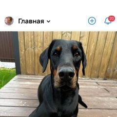 Подробнее об объявлении «Пропала собака в новогоднюю ночь Тверь» Фото: пропала собака Доберман «Пропала собака в новогоднюю ночь Тверь» в г. Тверь