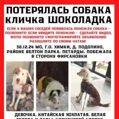 Подробнее об объявлении «Пропала собака продолжается поиск шоколадки Химки» Фото: пропала собака Китайская хохлатая собака «Пропала собака продолжается поиск шоколадки Химки» в г. Химки