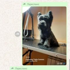 Подробнее об объявлении «Пропала собака кобель очень ищем (вознаграждение) Батайск» Фото: пропала собака  «Пропала собака кобель очень ищем...» в г. Батайск