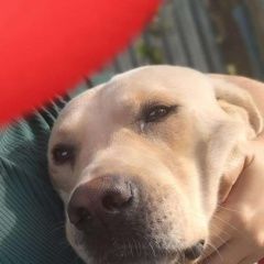 Подробнее об объявлении «Пропала собака кобель лабрадор Левокумское» Фото: пропала собака Лабрадор ретривер «Пропала собака кобель лабрадор Левокумское» в г. Левокумское