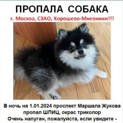 Подробнее об объявлении «Пропала собака кобель Москва» Фото: пропала собака  «Пропала собака кобель Москва» в г. Москва