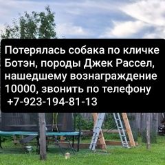 Подробнее об объявлении «Пропала собака кобель 1. 01. 25 Мошково» Фото: пропала собака Джек рассел терьер «Пропала собака кобель 1. 01. 25 Мошково» в г. Мошково