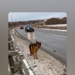 Подробнее об объявлении «Пропала собака немецкая овчарка Коломна» Фото: пропала собака Немецкая овчарка «Пропала собака немецкая овчарка Коломна» в г. Коломна