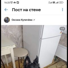 Подробнее об объявлении «Тольятти Пропала собака чёрная с белыми пигментами.» Фото: пропала собака  «Тольятти Пропала собака чёрная с белыми...» в г. Тольятти
