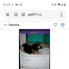 Подробнее об объявлении «Пропала собака, зовут альфа Нижние Серги» Фото: пропала собака  «Пропала собака, зовут альфа Нижние Серги» в г. Нижние Серги