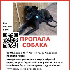 Подробнее об объявлении «Москва Пропала собака» Фото: пропала собака  «Москва Пропала собака» в г. Москва