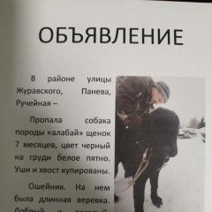 Подробнее об объявлении «Сыктывкар Пропала собака кобель щенок алабая 7месяцев» Фото: пропала собака Среднеазиатская овчарка «Сыктывкар Пропала собака кобель щенок алабая...» в г. Сыктывкар