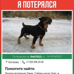 Подробнее об объявлении «Кострома Пропала собака кобель добрый пес» Фото: пропала собака Ягд-терьер «Кострома Пропала собака кобель добрый пес» в г. Кострома