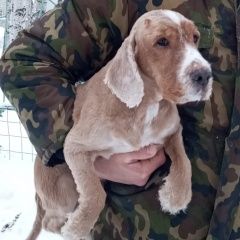 Подробнее об объявлении «Пропала собака кобель Нижневартовск» Фото: пропала собака Английский кокер-спаниель «Пропала собака кобель Нижневартовск» в г. Нижневартовск