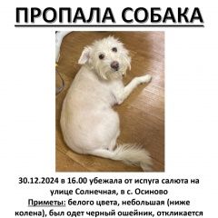 Подробнее об объявлении «Казань Пропала собака может быть где угодно» Фото: пропала собака  «Казань Пропала собака может быть где угодно» в г. Казань