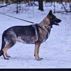 Подробнее об объявлении «Старый Оскол Пропала собака» Фото: пропала собака Немецкая овчарка «Старый Оскол Пропала собака» в г. Старый Оскол
