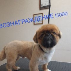 Подробнее об объявлении «Пропала собака кобель Омск» Фото: пропала собака Пекинес «Пропала собака кобель Омск» в г. Омск
