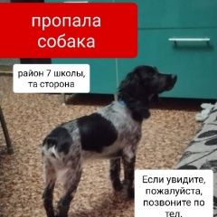 Подробнее об объявлении «Пропала собака кобель спаниель Тихорецк» Фото: пропала собака Русский охотничий спаниель «Пропала собака кобель спаниель Тихорецк» в г. Тихорецк