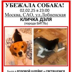 Подробнее об объявлении «Москва Пропала собака помогите в поиске дэли» Фото: пропала собака Бигль «Москва Пропала собака помогите в поиске дэли» в г. Москва