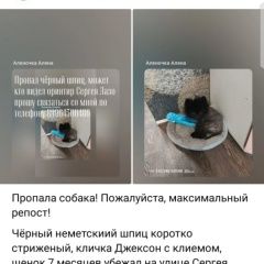 Подробнее об объявлении «Красноярск Пропала собака кобель немецкий шпиц чёрный» Фото: пропала собака Немецкий шпиц «Красноярск Пропала собака кобель немецкий шпиц...» в г. Красноярск