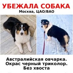 Подробнее об объявлении «Москва Пропала собака» Фото: пропала собака Австралийская овчарка «Москва Пропала собака» в г. Москва