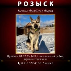 Подробнее об объявлении «Истра Пропала собака овчарка» Фото: пропала собака Восточно-европейская овчарка «Истра Пропала собака овчарка» в г. Истра