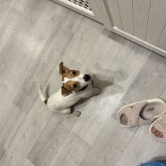 ���� ������� ������