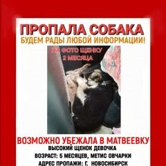 Подробнее об объявлении «Пропала собака потерялась собака метис овчарки Новосибирск» Фото: пропала собака Немецкая овчарка «Пропала собака потерялась собака метис овчарки...» в г. Новосибирск