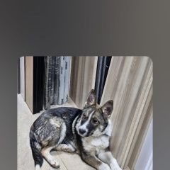 Подробнее об объявлении «Пропала собака кобель Самара» Фото: пропала собака  «Пропала собака кобель Самара» в г. Самара