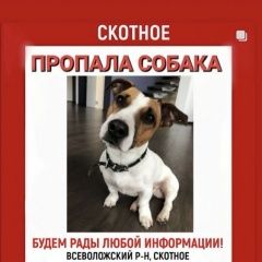 Подробнее об объявлении «Пропала собака кобель пожалуйста помогите Санкт-Петербург» Фото: пропала собака Джек рассел терьер «Пропала собака кобель пожалуйста помогите...» в г. Санкт-Петербург