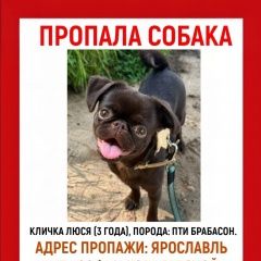 Подробнее об объявлении «Ярославль Пропала собака» Фото: пропала собака Пти-брабансон «Ярославль Пропала собака» в г. Ярославль
