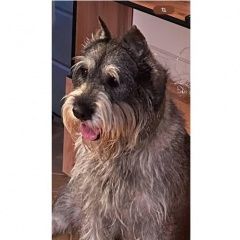 Подробнее об объявлении «Пропала собака кобель Можайск» Фото: пропала собака Миттельшнауцер «Пропала собака кобель Можайск» в г. Можайск