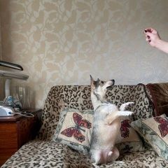 Подробнее об объявлении «Кропоткин Пропала собака кобель» Фото: пропала собака  «Кропоткин Пропала собака кобель» в г. Кропоткин