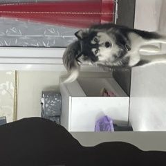 Подробнее об объявлении «Тюмень Пропала собака хаски, кличка леона» Фото: пропала собака  «Тюмень Пропала собака хаски, кличка леона» в г. Тюмень