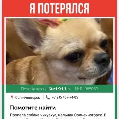 Подробнее об объявлении «Пропала собака кобель чихуахуа Солнечногорск» Фото: пропала собака Чихуахуа «Пропала собака кобель чихуахуа Солнечногорск» в г. Солнечногорск
