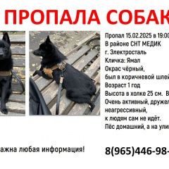Подробнее об объявлении «Пропала собака кобель Электросталь» Фото: пропала собака  «Пропала собака кобель Электросталь» в г. Электросталь