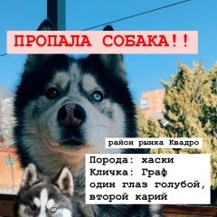 Подробнее об объявлении «Пропала собака кобель Ростов-на-Дону» Фото: пропала собака Сибирская хаски «Пропала собака кобель Ростов-на-Дону» в г. Ростов-на-Дону