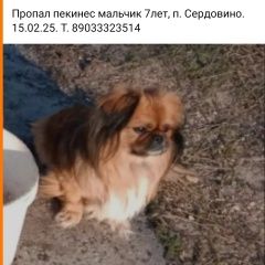 Подробнее об объявлении «Пропала собака кобель помогите найти Сызрань» Фото: пропала собака Пекинес «Пропала собака кобель помогите найти Сызрань» в г. Сызрань