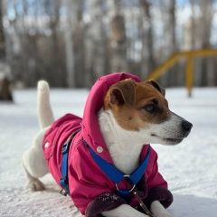 Подробнее об объявлении «Пропала собака Екатеринбург» Фото: пропала собака Джек рассел терьер «Пропала собака Екатеринбург» в г. Екатеринбург