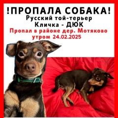 Подробнее об объявлении «Люберцы Пропала собака кобель прошу сообщить кто видел» Фото: пропала собака  «Люберцы Пропала собака кобель прошу сообщить...» в г. Люберцы