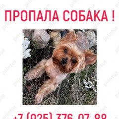 Подробнее об объявлении «Пропала собака кобель йорк франки Домодедово» Фото: пропала собака Йоркширский терьер «Пропала собака кобель йорк франки Домодедово» в г. Домодедово