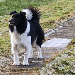Подробнее об объявлении «Пропала собака кобель бордер-колли буран, чёрно-белый Москва» Фото: пропала собака Бордер колли «Пропала собака кобель бордер-колли буран,...» в г. Москва