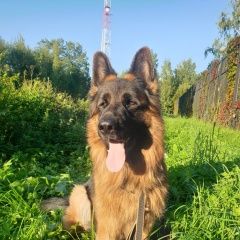 Подробнее об объявлении «Пропала собака кобель помогите пожалуйста найти Можайск» Фото: пропала собака Немецкая овчарка «Пропала собака кобель помогите пожалуйста найти...» в г. Можайск