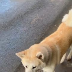Подробнее об объявлении «Междуреченск Пропала собака акита в районе дамбы уса» Фото: пропала собака Акита-ину «Междуреченск Пропала собака акита в районе...» в г. Междуреченск