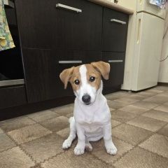 Подробнее об объявлении «Пропала собака Краснодар» Фото: пропала собака Джек рассел терьер «Пропала собака Краснодар» в г. Краснодар